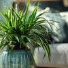 Spider Plant