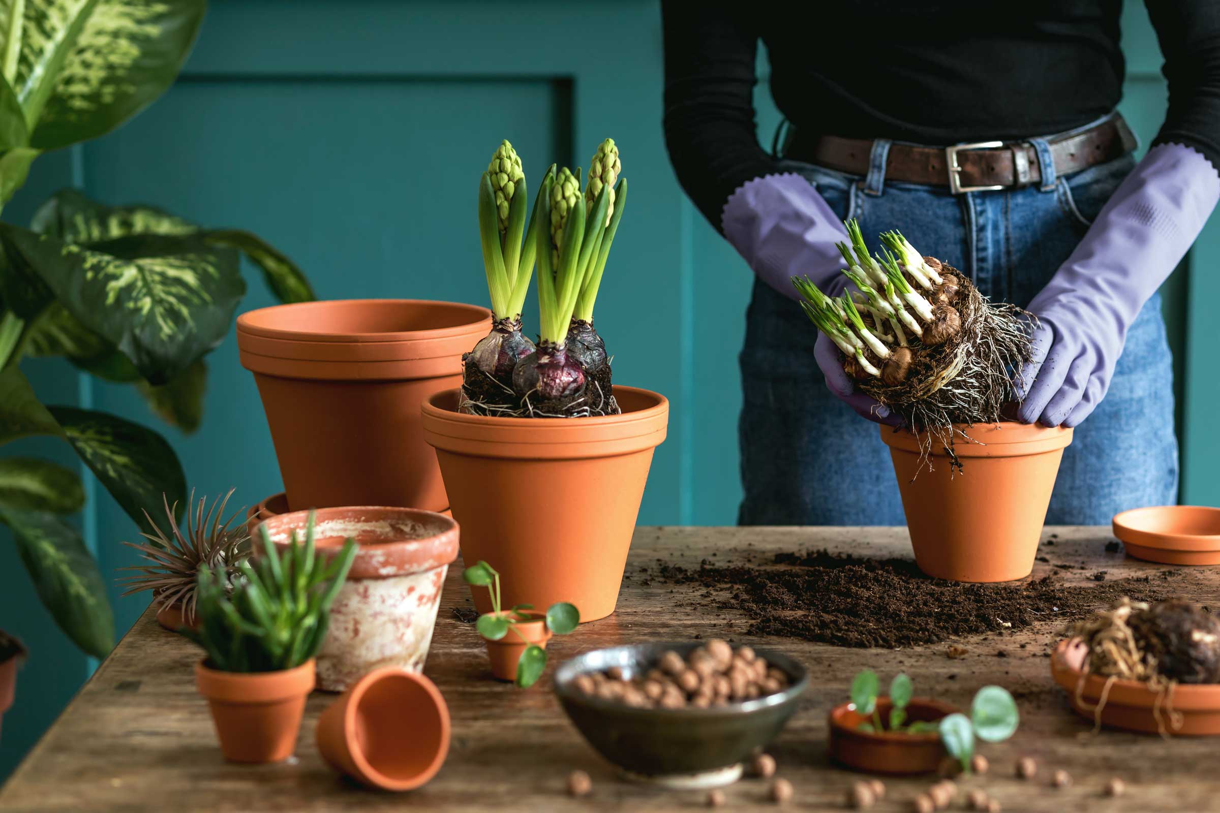 A woman in front of a dark green wall at a table planting bulbs into a ceramic pot.